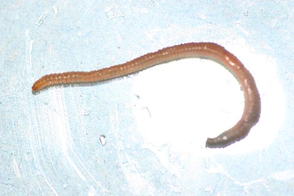 Photo of Dendrobaena octaedra by Earthworm Research Group University of Lancashire